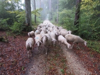 Opal 4-draads sokkenwol Schafpate 18 Waldspaziergang 8 x 5 Bollen